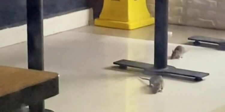 Ven plaga de ratas en restaurante de plaza comercial de la Cdmx (2022 ...