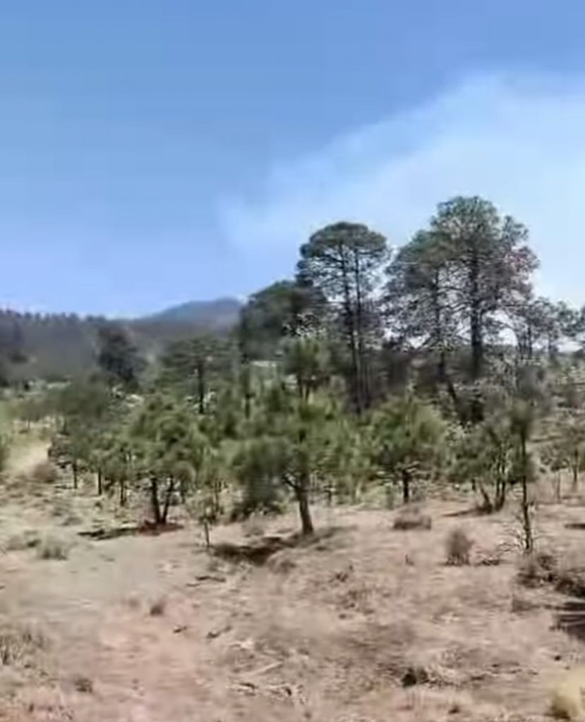 Denuncian tala ilegal masiva en los bosques de Santiago Tilapa - Muspato